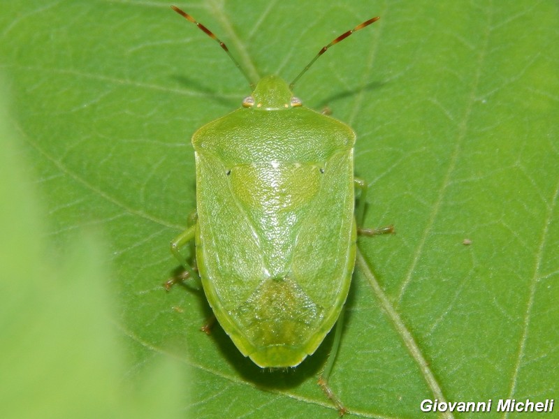 Pentatomidae del Parco del Ticino